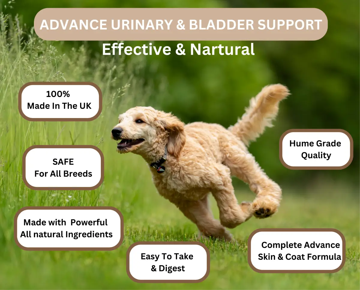 Advanced Urinary & Bladder image 11