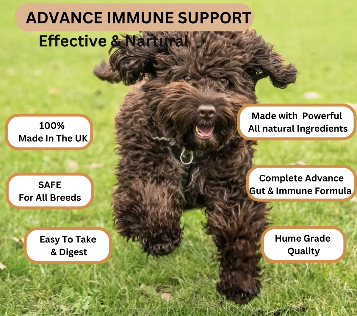 Advanced Multivitamin image 5